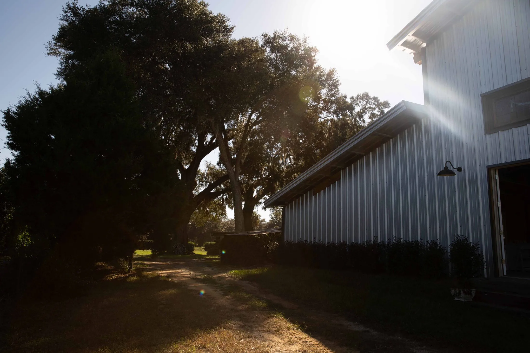 Shaded path beneath a live oak leading to the barn