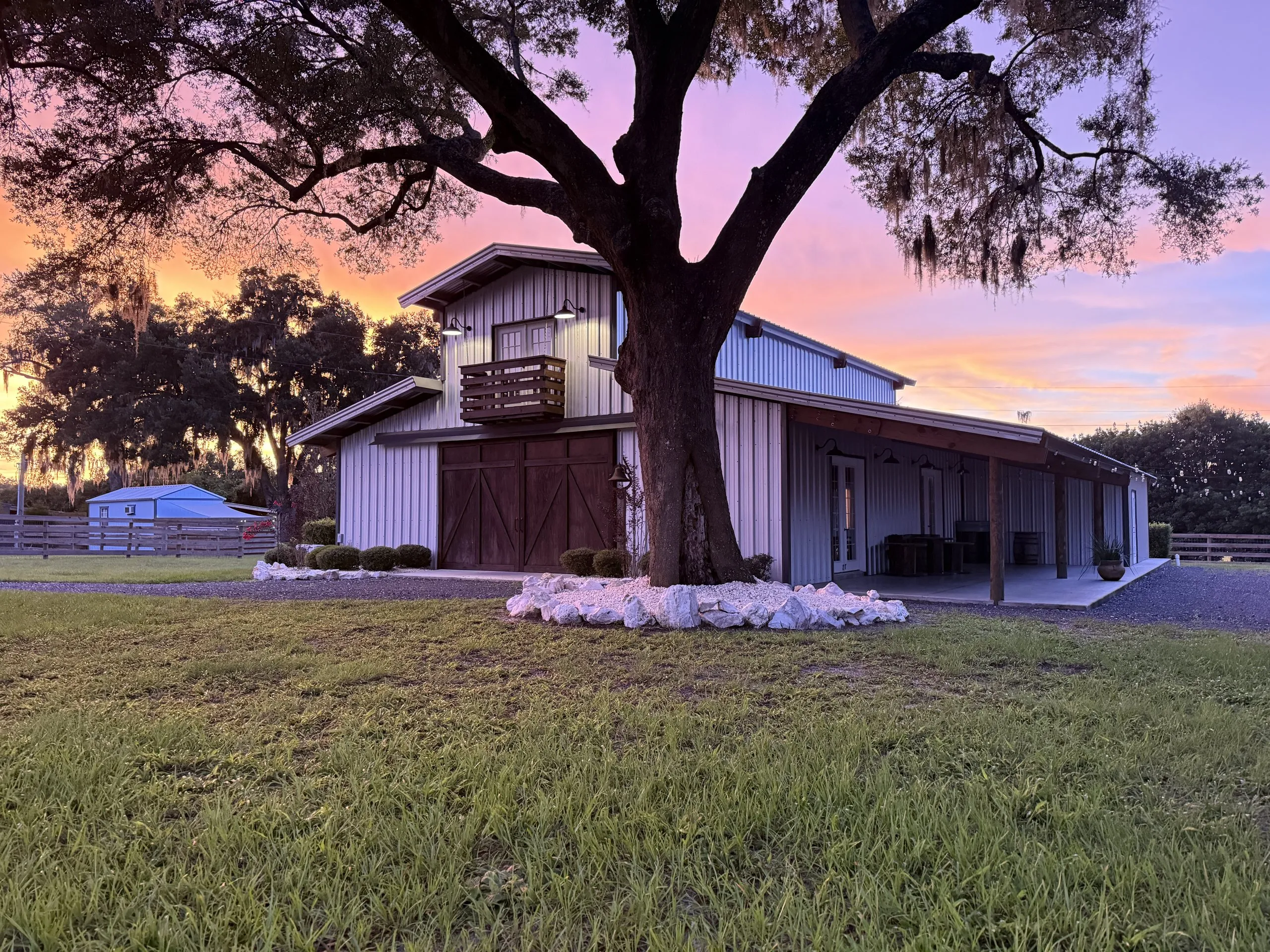 The white barn and its live oak at sunset
