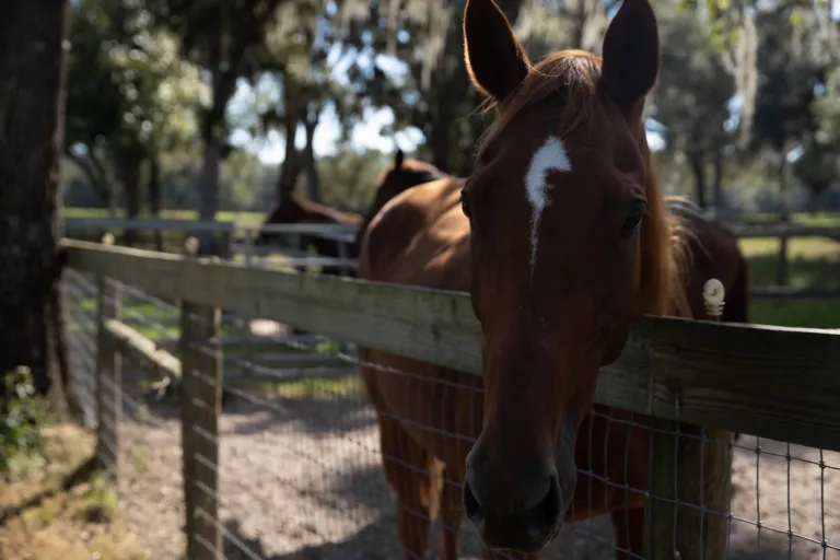 Chestnut horse looking over the fence