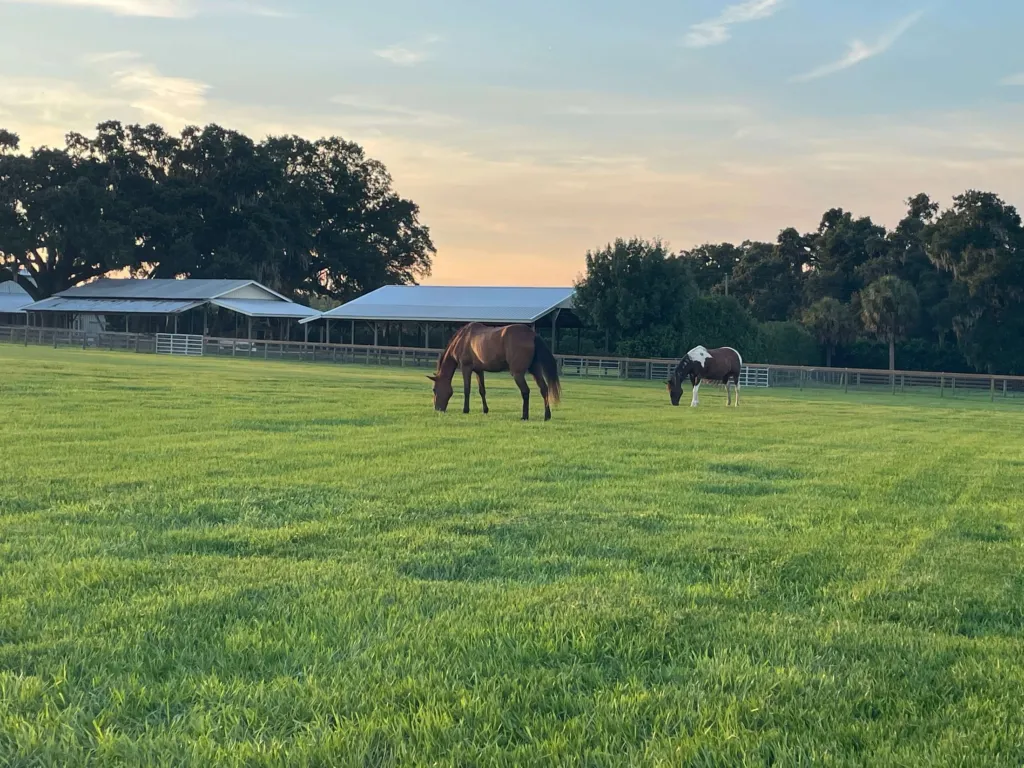 Horses grazing in an open pasture with the barn behind
