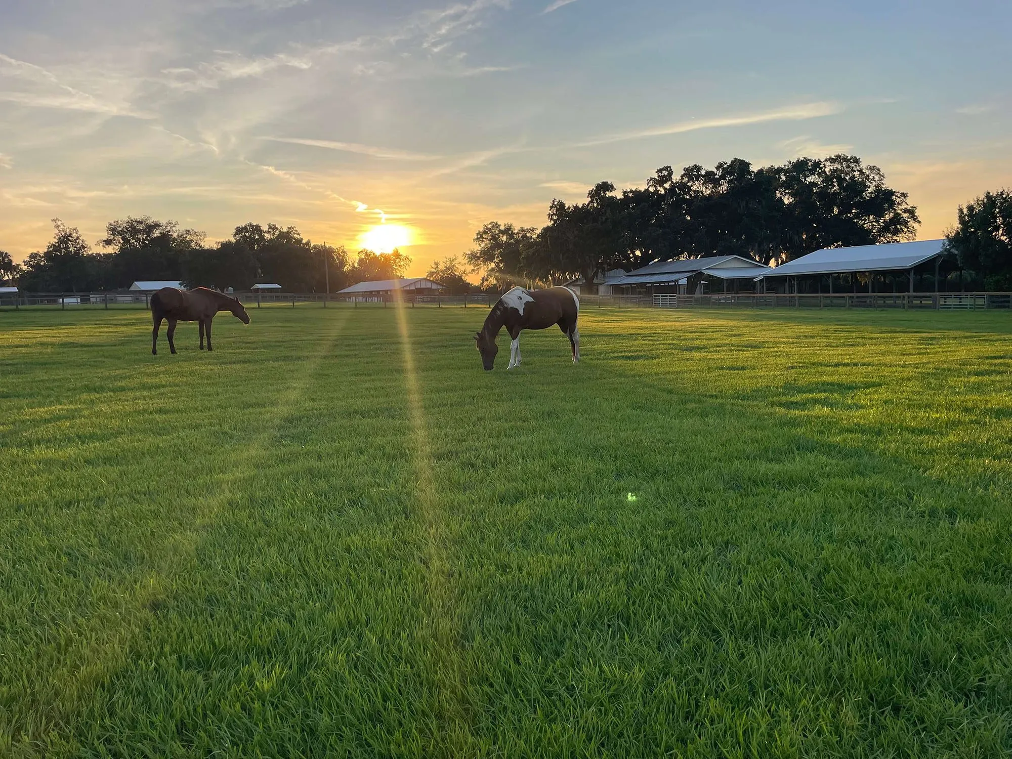 Horses grazing in the pasture at sunset