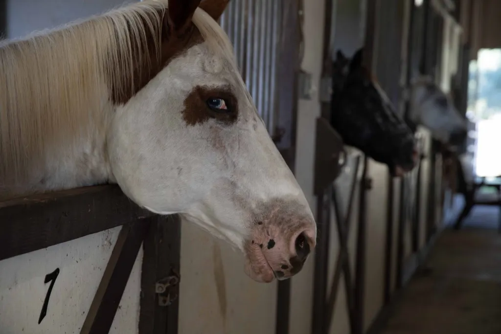 Horses leaning out of their stalls