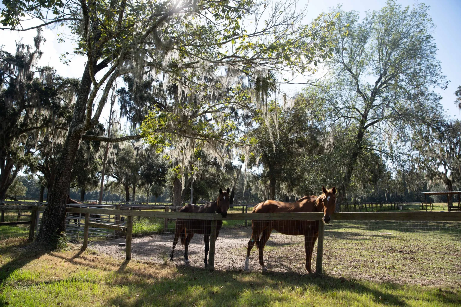 Two horses at the fence beneath oaks hung with Spanish moss