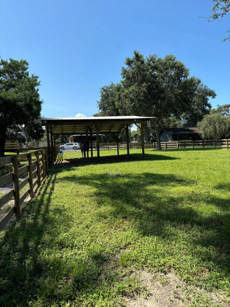 Pasture with a run-in shelter and fence line