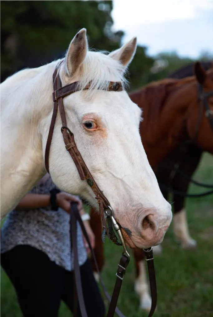 Gray trail horse in a halter